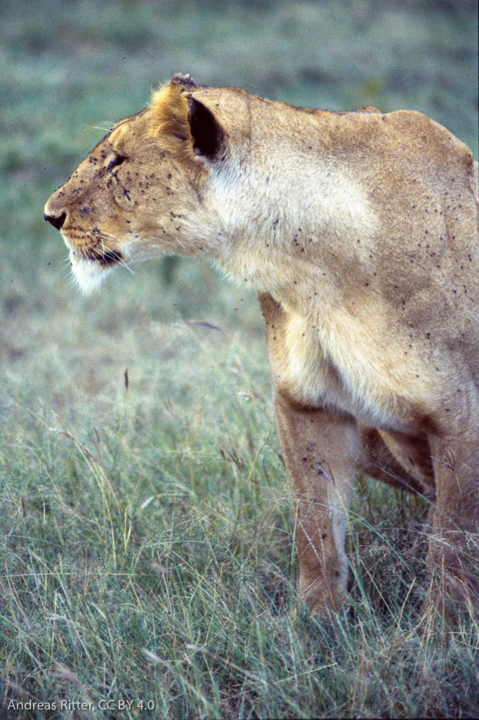 lioness